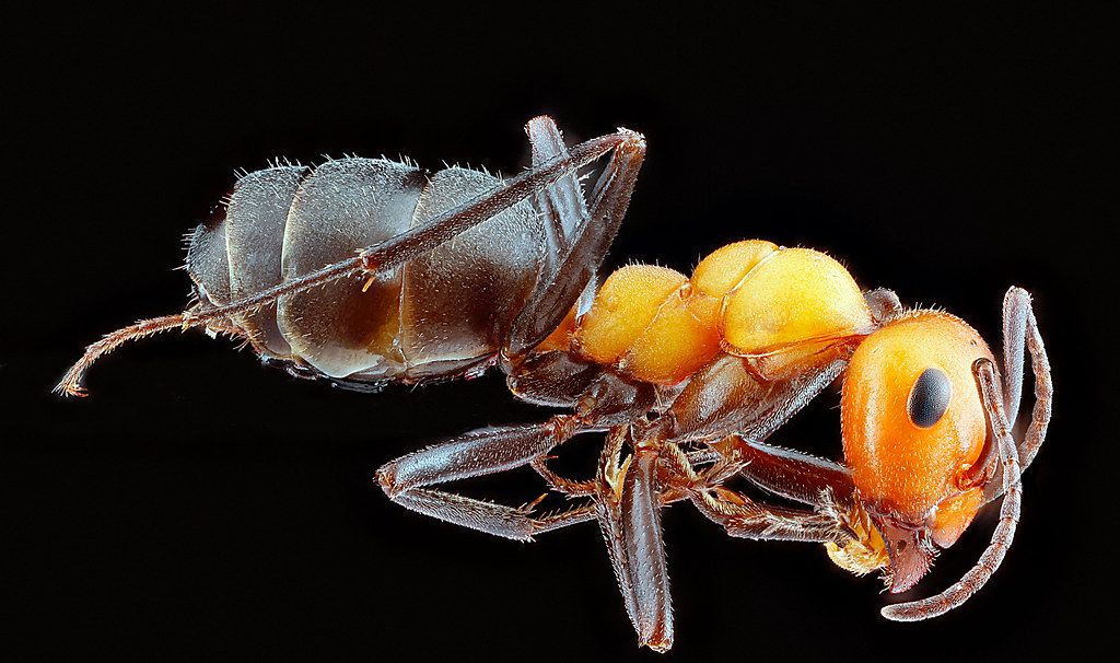Ant Control service in Somerville, MA