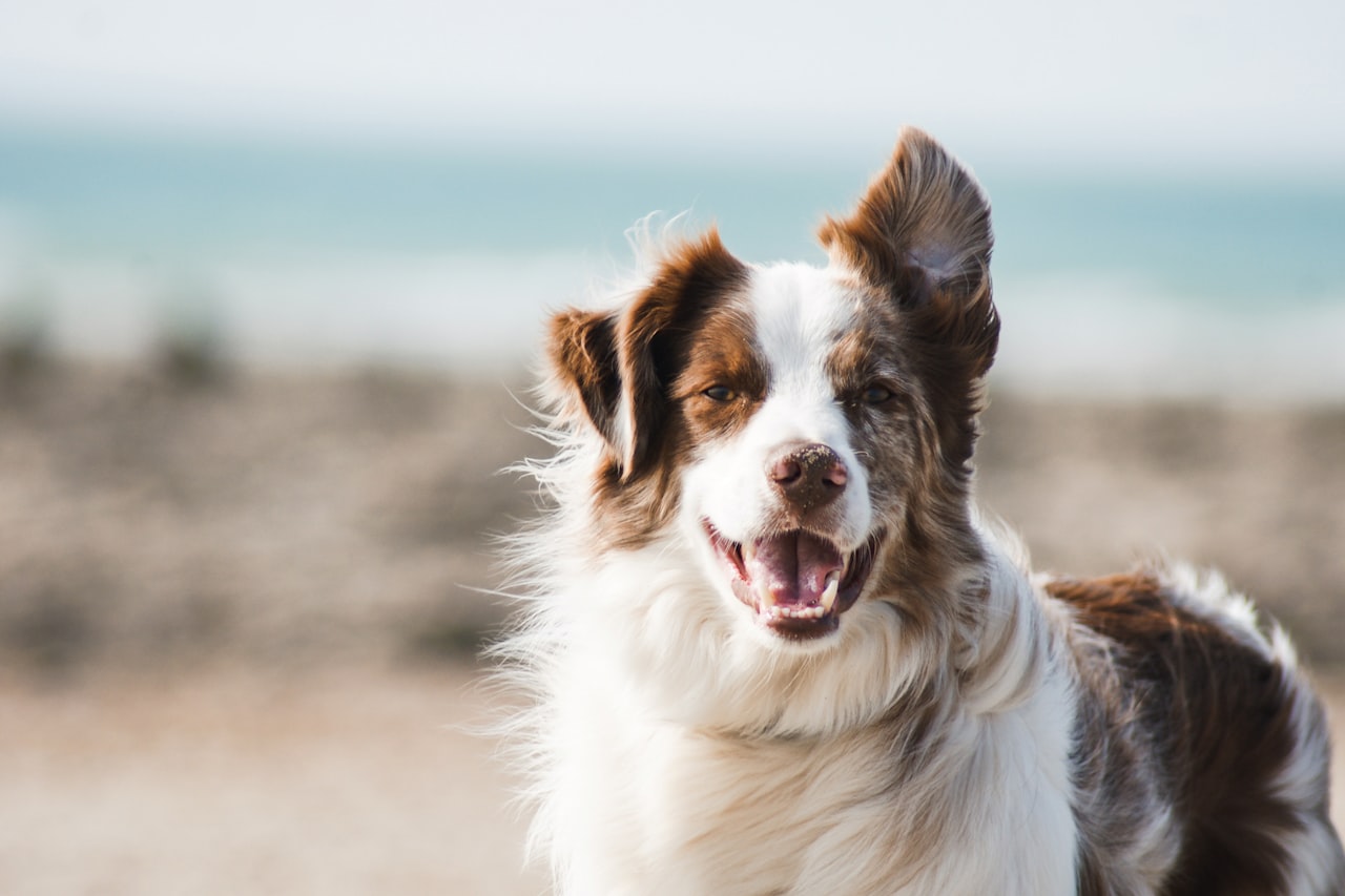 Flea & Tick Control service in Somerville, MA