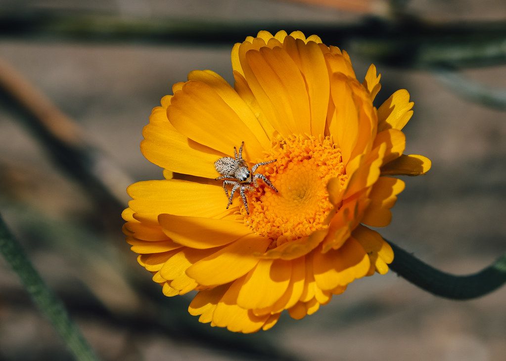 Spider Control service in Somerville, MA